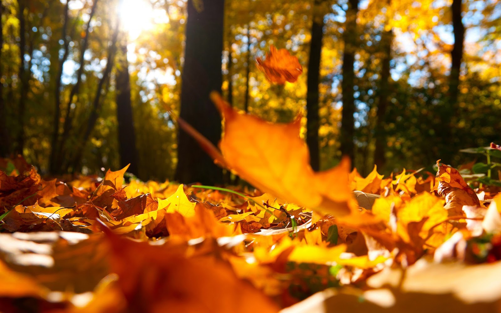 Herfst Foto