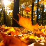 Herfst Foto