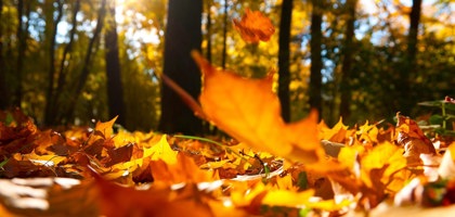 Herfst Foto