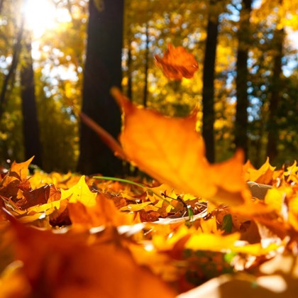 Herfst Foto